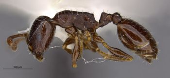 Media type: image;   Entomology 35258 Aspect: habitus lateral view